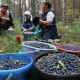 Ще у двох районах на Волині дозволили ходити в ліс по ягоди