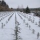 Як на Волині вирощують новорічні ялинки