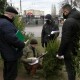 У Луцьку незаконно продавали ялинки. Порушників оштрафували