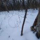 У волинських лісах активізувалися браконьєри. ВІДЕО