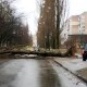 У Луцьку впало дерево і перегородило дорогу. ФОТО