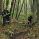 Шукають бабусю,  яка пішла в ліс і зникла