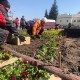 У Луцьку взялися прикрашати центр міста квітами. ФОТО