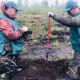 «Зелена країна»: на Волині минулого тижня висадили більш як мільйон дерев
