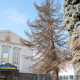 У центрі Луцька зріжуть всохлі ялини та каштан. ФОТО