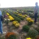 На Волині родина на 5 сотках вирощує понад 80 сортів хризантем