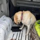 На «Ягодині» собака знайшов у американця наркотики