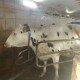 На Волині вперше провели кесарів розтин корові
