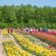 «Волинська Голландія» продовжує роботу ще на три дні