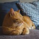 Сухий чи мокрий корм для котів – який обрати?
