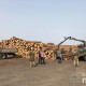 «Кримінал» через незаконні рубки лісу: на ковельському підприємстві тривають обшуки
