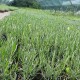 Наступного року біля Луцька відкриють лавандове поле