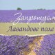 У «Волинській Голландії» повідомили, коли цьогоріч можна буде відвідати лавандове поле