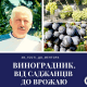 Волинянин вирощує 150 сортів винограду майже 13 років