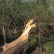 Через бобрів на Волині може затопити села