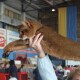 У Луцьку – міжнародна  виставка котів
