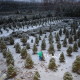 Волинські ялинки знають і на Донбасі. Репортаж з новорічних лісових плантацій
