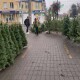 У Луцьку вже продають живі ялинки. За скільки можна купити новорічне дерево