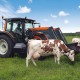 На Волині торік зареєстрували 20 нових фермерських господарств