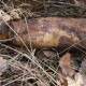 У Луцькому районі сьогодні будуть знешкоджувати вибухівки часів Другої світової війни