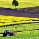 На Волині – найдешевша оренда землі. Рейтинг областей