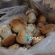 Скільки коштують свіжі гриби на луцькому ринку. ФОТО