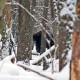 Як у «Цуманській пущі» зубра шукали. ФОТО