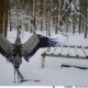 На Волинь повернулися червонокнижні сірі журавлі
