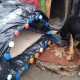 У Луцьку для бездомних собак встановлюють будиночки. ФОТО