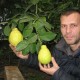 Біля Луцька вирощують лимони, апельсини й мандарини. ФОТО