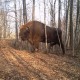 У лісах поблизу Чорнобиля відзняли неймовірні кадри. ФОТО