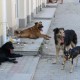Вулицями Луцька бігають зграї безпритульних псів