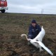 На Волині врятували лебедя, який заплутався в браконьєрських сітках. ФОТО