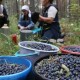 У яких громадах на Волині дозволили ходити по ягоди та гриби. ПЕРЕЛІК