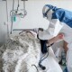 Кількість госпіталізованих суттєво більша ніж виписаних: ситуація в ковідному шпиталі в Боголюбах