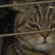 Для дітей та їхніх батьків: виставка котів у Луцьку. ВІДЕО