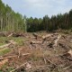 Деревина лежить і гниє, але вивозити - не можна. Лісівники розповіли про проблеми галузі