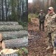 На Волині екологи перевіряють законність рубки дерев