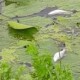 У Луцьку мор риби на річці Чорногузка. Що сталося