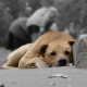 Дана Новарчук виловлюватиме собак у громаді на Волині. Із нею уклали договір