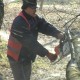 Повалені вітром дерева ріжуть на дрова і віддають бідним лучанам. ВІДЕО