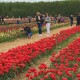 Фестиваль «Волинська Голландія» продовжили ще на тиждень