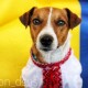 Лучани подарували песику-піротехніку Патрону вишиванку