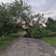 Позривало дахи, повалило дерева. На Волині розгулявся буревій