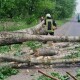 Через негоду на Волині повалило дерева