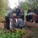 На міському городі у Луцьку висадили ягідні кущі. ВІДЕО