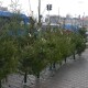 «Дерево – Боже творіння». У ПЦУ просять не рубати живих ялинок на свята