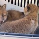 У Ковелі затримали чоловіка з 4 лисенятами. Він їх зловив у природі і продавав по 2 тисячі гривень