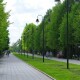 У Луцьку за 5 років хочуть висадити понад тисячу нових дерев