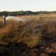 Через необережність на Волині згоріло понад два гектари сухої трави